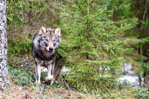 Wolf Comeback From Wilderness In Europe