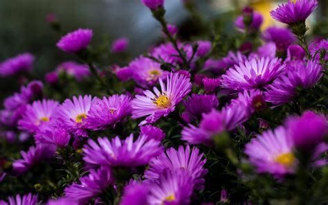 Garden Plants Blossoming On Purple Aster Flowers Summer 4k Ultra Hd Wallpaper For Desktop Laptop