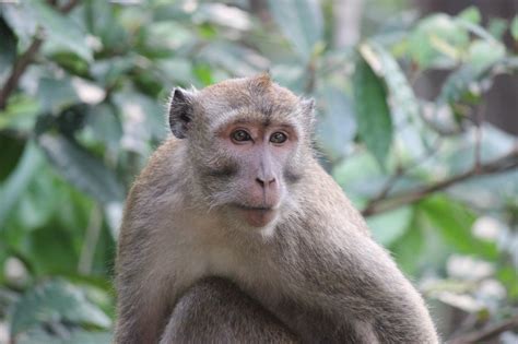 Hari Primata Indonesia Monyetbukanpeliharaan Biologi Pecinta Alam