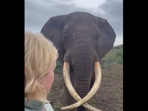 Watch Friendly Elephant Wants To Cuddle With Safari Guests