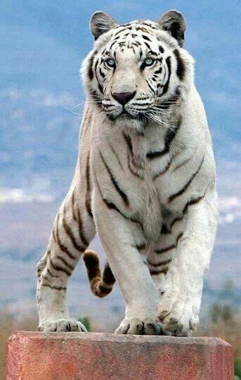White Tigers Are So Majestic Animals Beautiful Animals Cute Animals