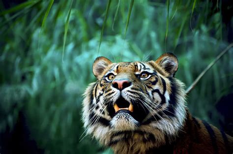 Fond Décran Animaux La Nature Tigre Faune Gros Chats Zoo