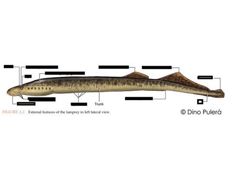 Lamprey Anatomy Diagram Quizlet