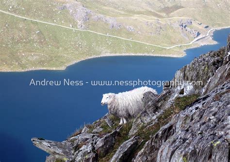 A Rock Climbing Sheep By Andrew Ness