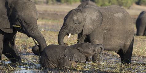 Why Are Elephants Endangered Greentumble