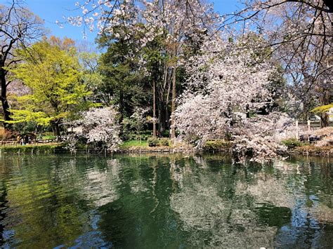 満開の桜と水辺 井の頭公園、善福寺川緑地、石神井公園を巡って歩く - 散歩の途中