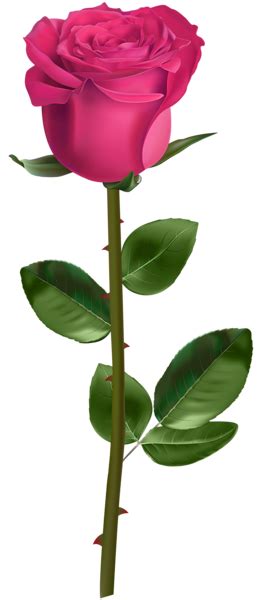 Rose With Stem Pink Transparent Png Image Flower Drawing Flower
