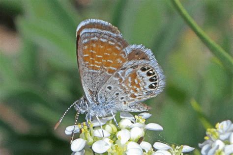 Western Pygmy Blue L Fascinating Our Breathing Planet
