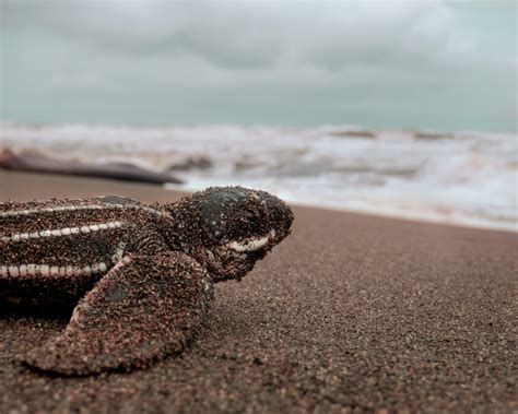 Leatherback Turtles Hatchlings The Roam The Shores Nature World News