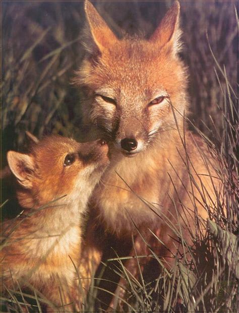 Phoenix Rising Jungle Book 020 Swift Fox Mom And Young