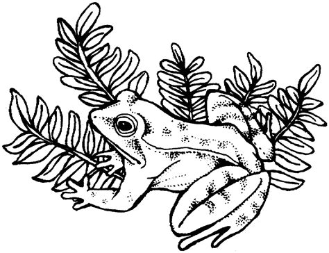 Free printable frog coloring pages for kids. Free Frog Coloring Pages