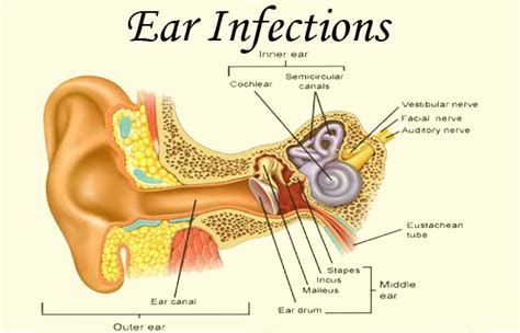 Ear Infection Anatomy