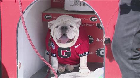Georgia Bulldogs Mascot History Meet Uga