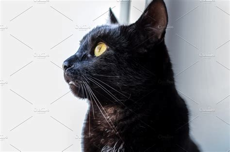 Black Cat Profile View Close Up High Quality Animal Stock Photos