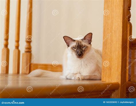 Balinese Cat Indoors Pet Portrait Stock Photo Image Of Exotic Kitty