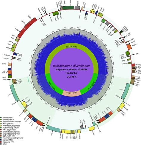 Complete Chloroplast Genome Of Toxicodendron Diversilobum The Genome Download Scientific
