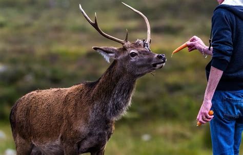 Inexpensive Way To Feed Deer Besthuntingadvice
