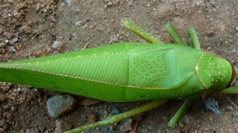 Largest Grasshopper In The World Largest Grasshopper In T Flickr