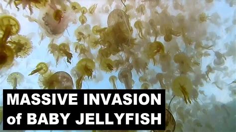 Massive Invasion Of Baby Jellyfish Youtube