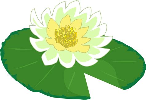 White Flower Water Lily Clipart The Cliparts Png Clipartix