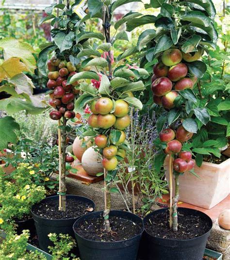 Container Gardening Fruit Trees Container Gardening How To Get