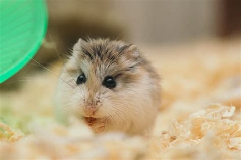 Types Of Dwarf Hamsters And The Differences Between Them Pet Lifey