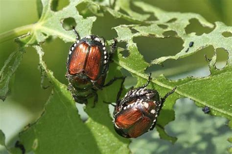 Preventative Actions Against Japanese Beetles Pleasant View Gardens