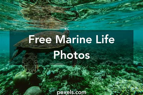 1000 Beautiful Marine Life Photos · Pexels · Free Stock Photos