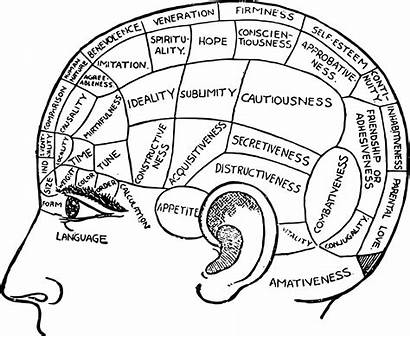 Brain Anatomy Basics Project