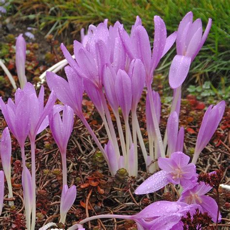 Web exclusive summer flowering bulbs. Colchicum Lilac Wonder | White Flower Farm