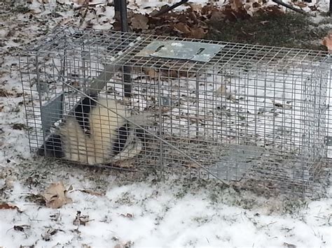 Read our reviews and see what customers have to say about us. Skunk Removal Macomb County MI - Michigan Bat Control, Inc.