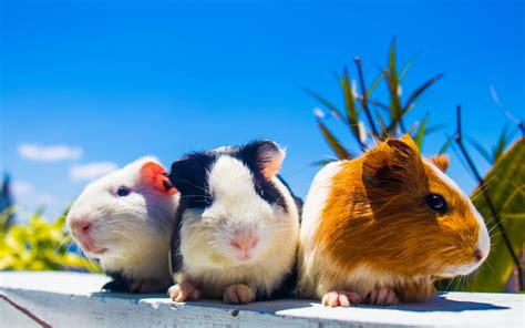 Also, unlike other rodents, they require vitamin c supplements each day (3). Download wallpapers guinea pigs, trio, cute animals, pets ...