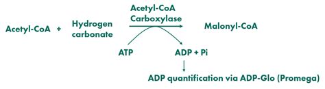 Acetyl Coa Carboxylase Reaction