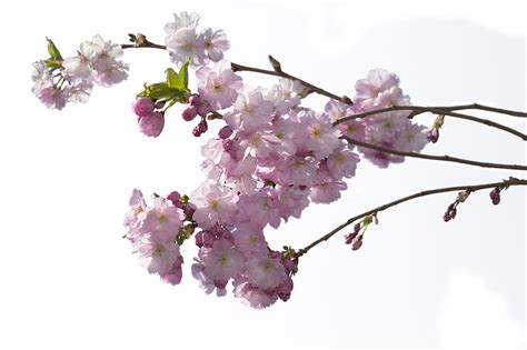 Cherry Tree Flower Tree Pink PNG | Picpng