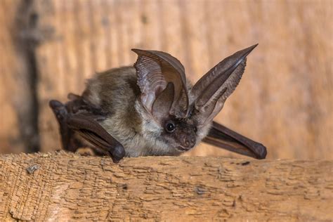 The True Facts About Bats And Blindness Virginia Bat Pros