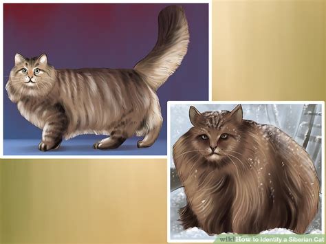 It is worth noting that siberian coats can change dramatically with age, often the markings can fade and the coats get lighter in colour. How to Identify a Siberian Cat: 9 Steps (with Pictures ...