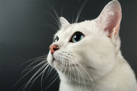 And as i mentioned above, they can shed whiskers the same way they shed their coat. The Science Behind What Your Cat's Whiskers Do