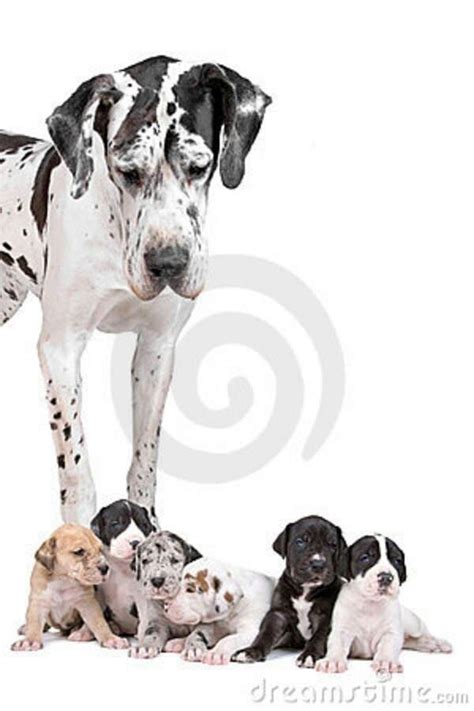 I Love Black And White Great Danes Big Dogs I Love Dogs Dogs And