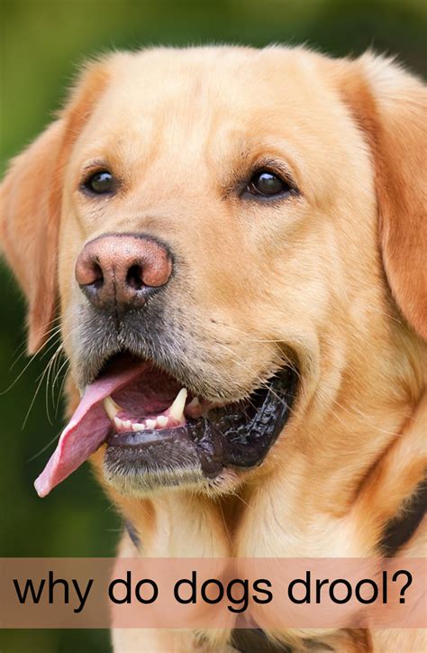 Dog Drooling Why Do Dogs Drool And What To Do About It