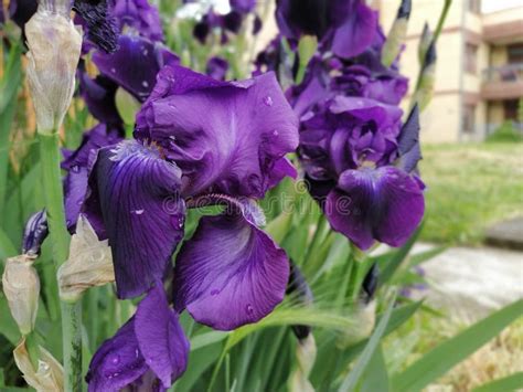 Purple Irises Beautiful Delicate Flowers Of Dark Blue Purple Iris In