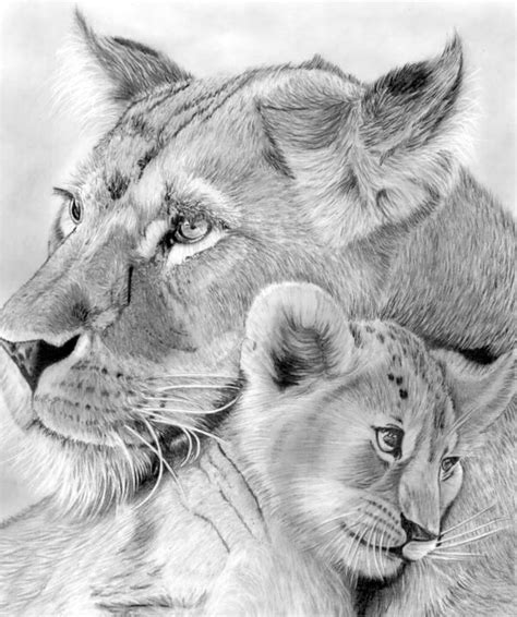Original Lion And Baby Cub Charcoal Drawing Informamk