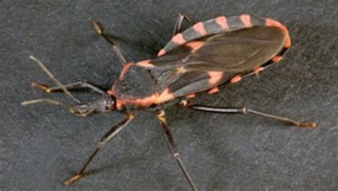 Blood Sucking Kissing Bugs Spreading Dangerous Parasitic Disease In