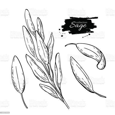 Sage Vector Drawing Set Isolated Sage Plant With Leaves