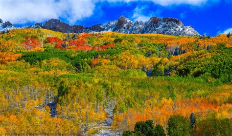 Autumn In The Colorado Mountain Forest
