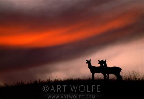 Elk Silhouette Art Wolfe Store
