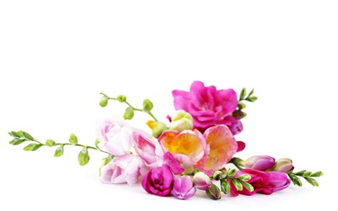 Images Bouquets Freesia Flowers Flower Bud White 3840x2400