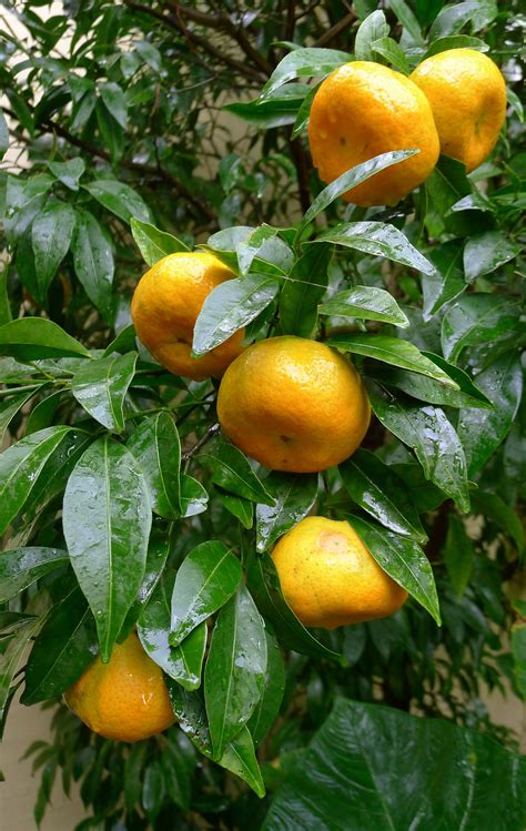 Mandarin Citrus Reticulata ‘parramatta Sweets 5 Jerry Coleby Williams