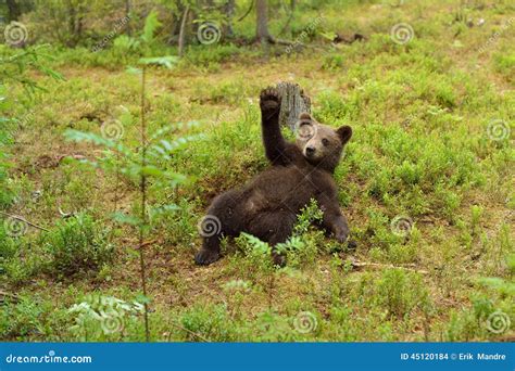 Brown Bear Cub Waving Hello Stock Photo Image Of Cute Finland 45120184