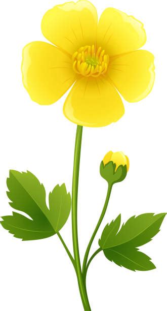 Buttercup Illustrations Royalty Free Vector Graphics And Clip Art Istock