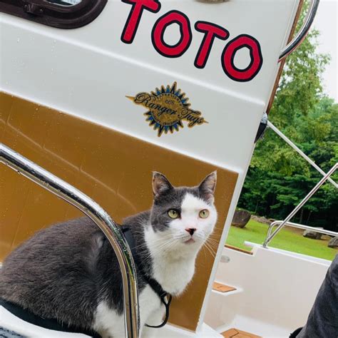 Toto The Tornado Kitten